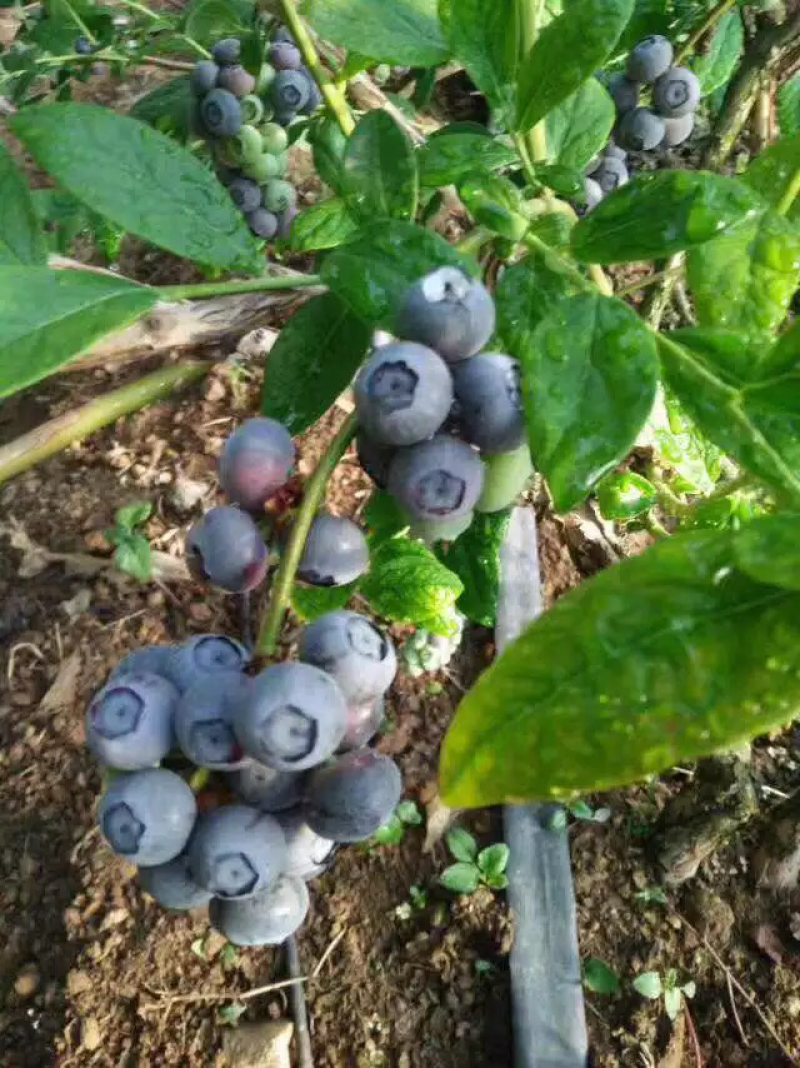 蓝莓苗盆栽地栽果树苗蓝莓树苗当年结果四季南北方种植带原土