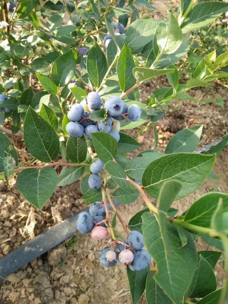 蓝莓苗盆栽地栽果树苗蓝莓树苗当年结果四季南北方种植带原土