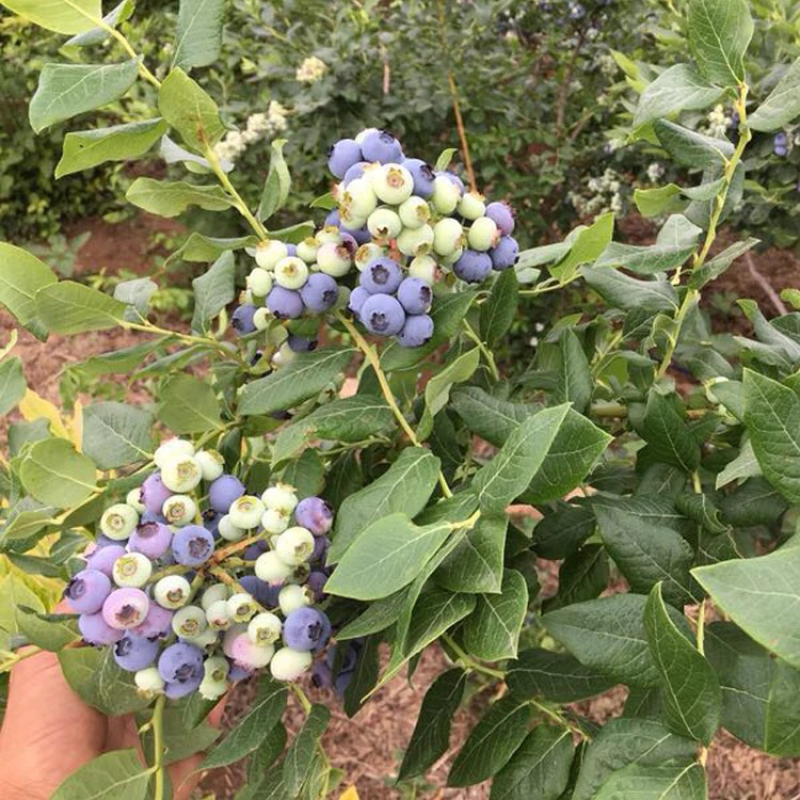 蓝莓苗盆栽地栽果树苗蓝莓树苗当年结果四季南北方种植带原土