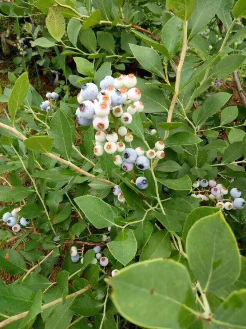 蓝莓苗盆栽地栽果树苗蓝莓树苗当年结果四季南北方种植带原土