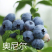蓝莓苗盆栽地栽果树苗蓝莓树苗当年结果四季南北方种植带原土