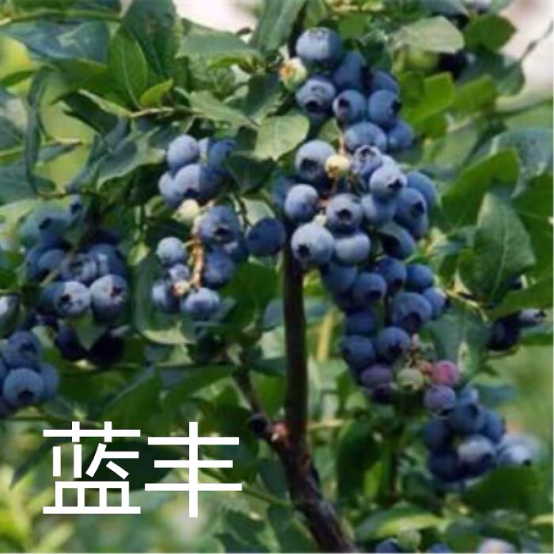蓝莓苗盆栽地栽果树苗蓝莓树苗当年结果四季南北方种植带原土