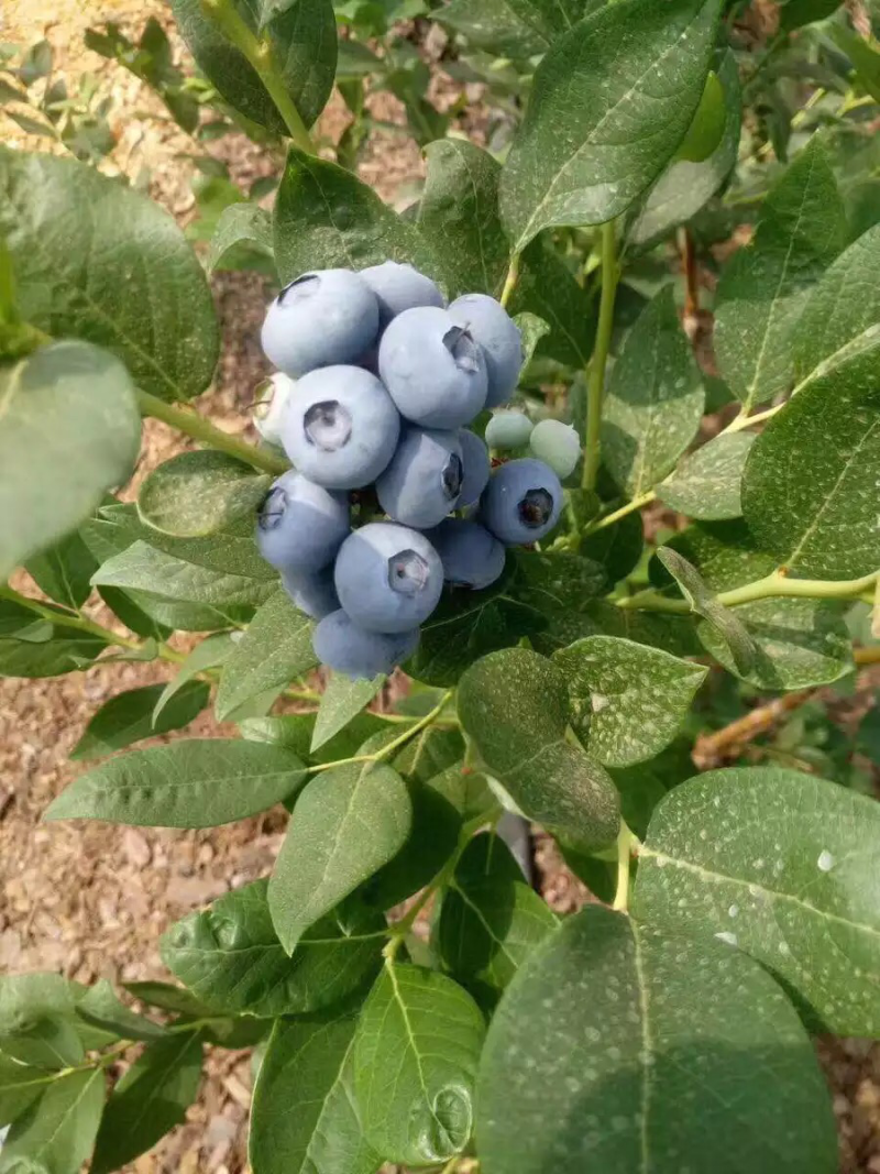 蓝莓苗盆栽地栽果树苗蓝莓树苗当年结果四季南北方种植带原土
