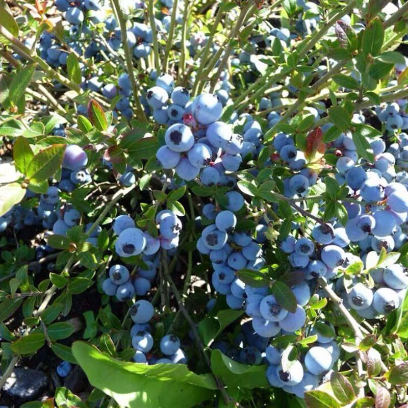 蓝莓苗盆栽地栽果树苗蓝莓树苗当年结果四季南北方种植带原土