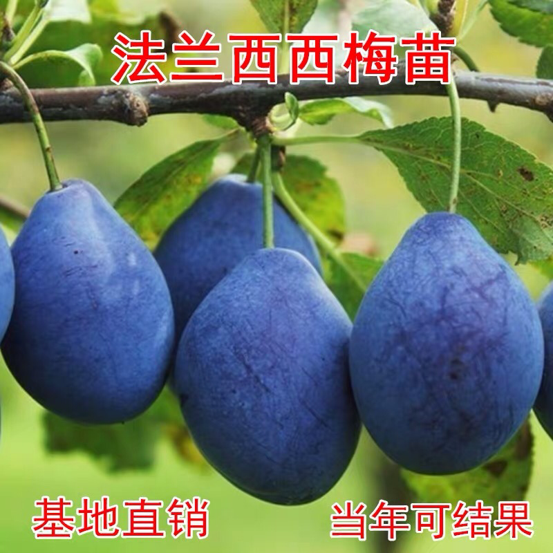 李子苗嫁接西梅皇后李树苗水果苗李子苗南方北方种植庭院盆栽