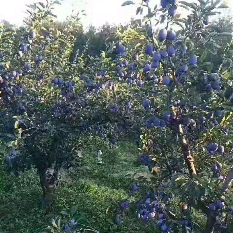 李子苗嫁接西梅皇后李树苗水果苗李子苗南方北方种植庭院盆栽