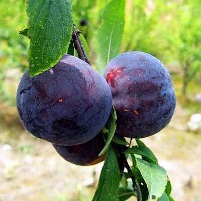 李子苗嫁接美国黑布林李子树苗水果苗李子苗种植庭院盆栽