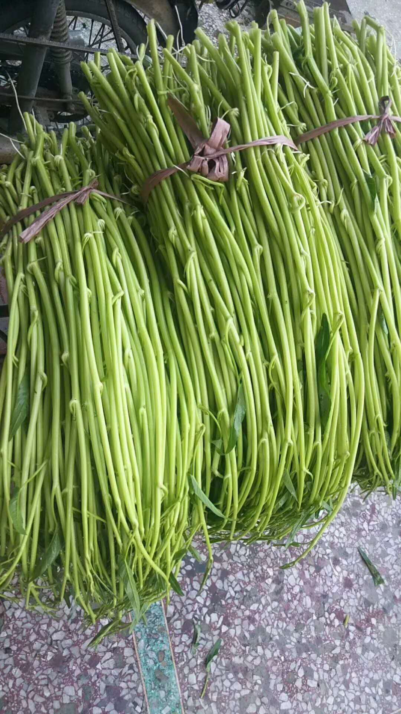 博白空心菜可大量现货旱改水空心菜种