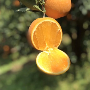橙子