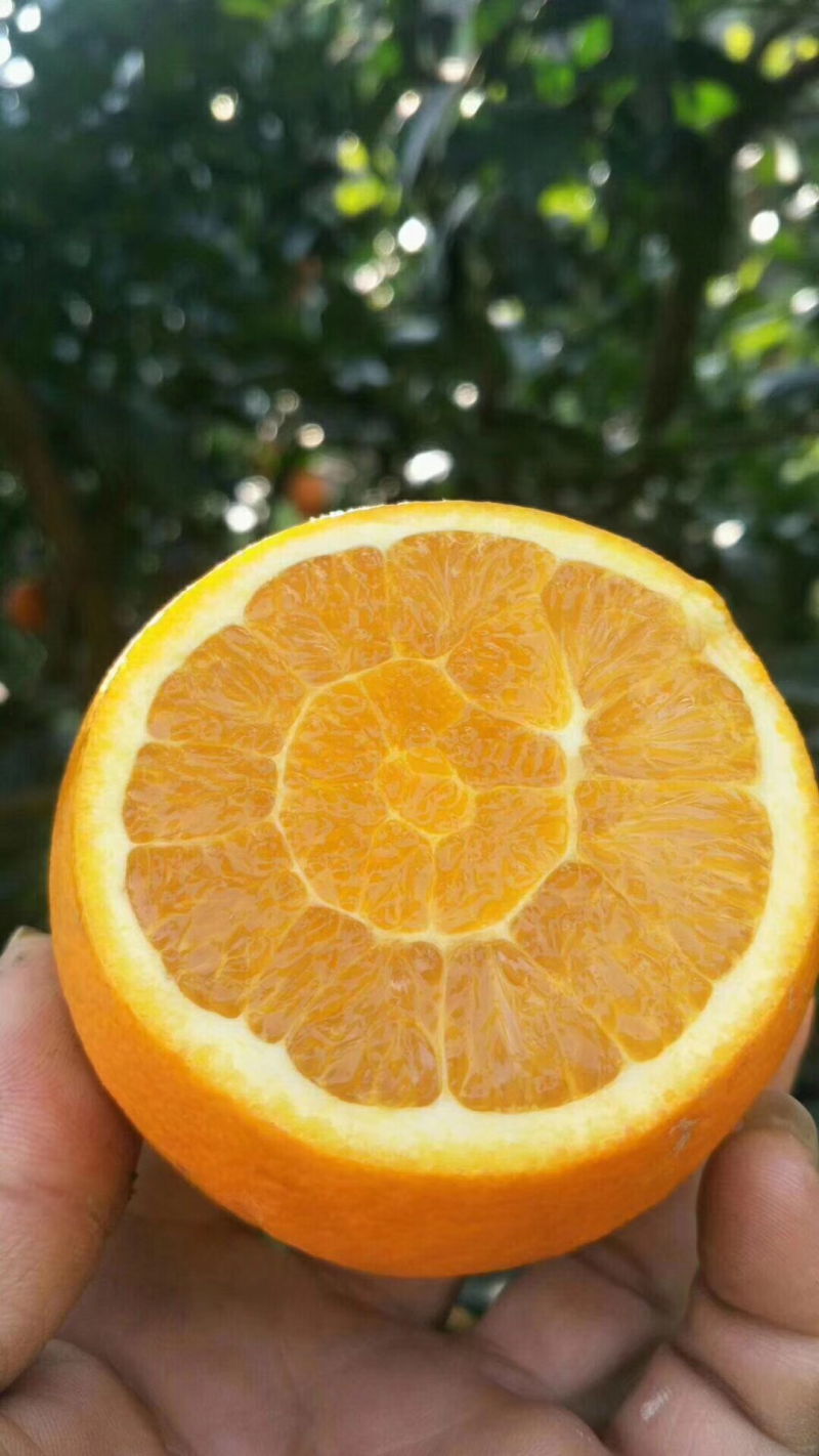 橙子
