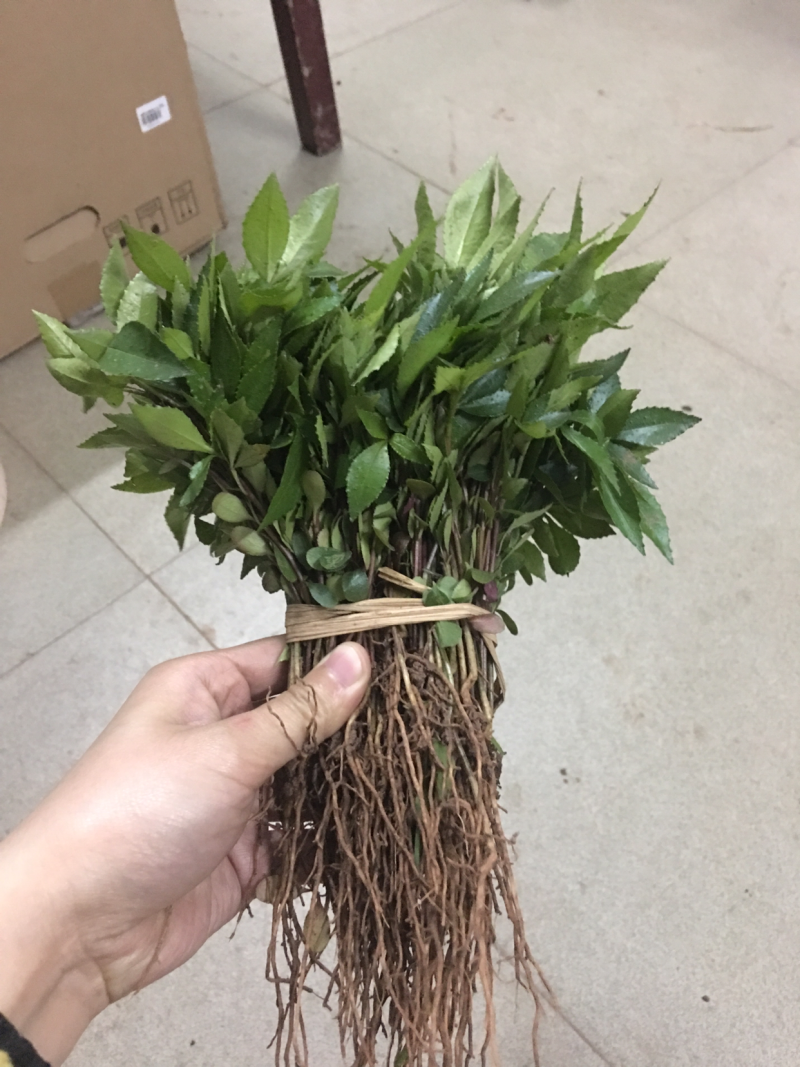 九叶青花椒芽苗