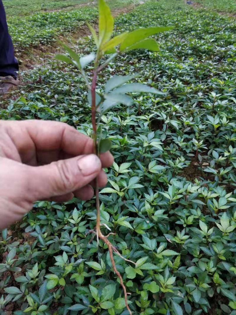九叶青花椒芽苗