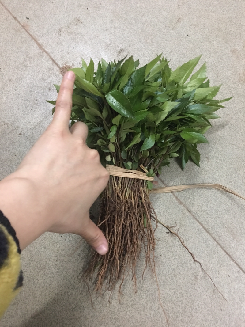 九叶青花椒芽苗