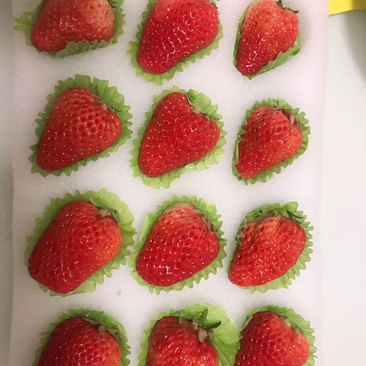 大粒草莓