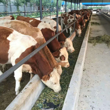 红白花黄白花杂交肉牛