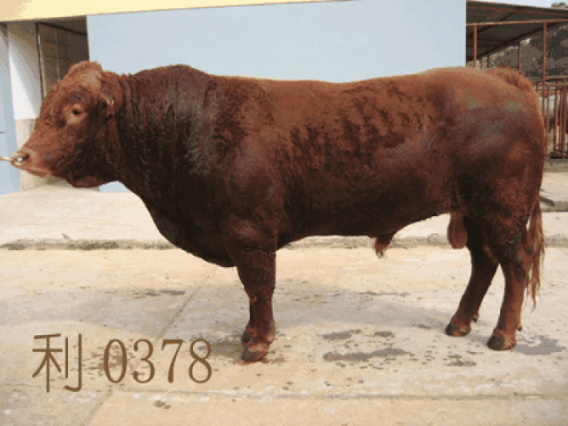 澳系吨牛🐂长势旺不便宜的…