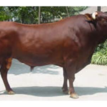 澳系吨牛🐂长势旺不便宜的…