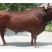 澳系吨牛🐂长势旺不便宜的…