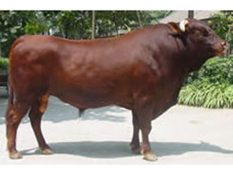 澳系吨牛🐂长势旺不便宜的…