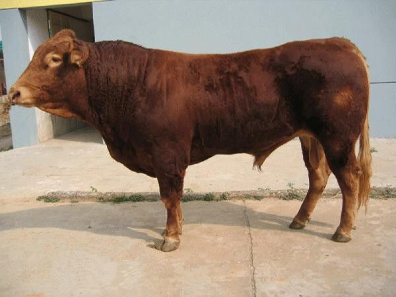 澳系吨牛🐂长势旺不便宜的…