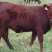 澳系吨牛🐂长势旺不便宜的…