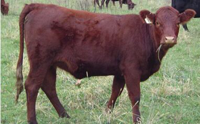 澳系吨牛🐂长势旺不便宜的…
