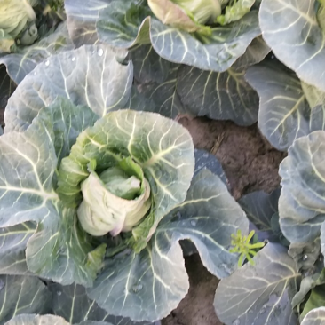 牛心菜