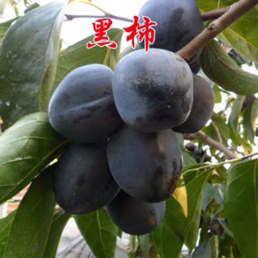 柿子苗嫁接黑柿子树苗水果苗柿子苗南方北方种植庭院盆栽