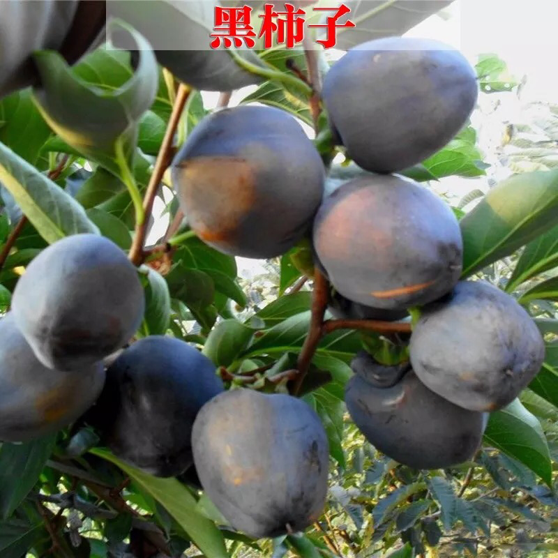 柿子苗嫁接黑柿子树苗水果苗柿子苗南方北方种植庭院盆栽