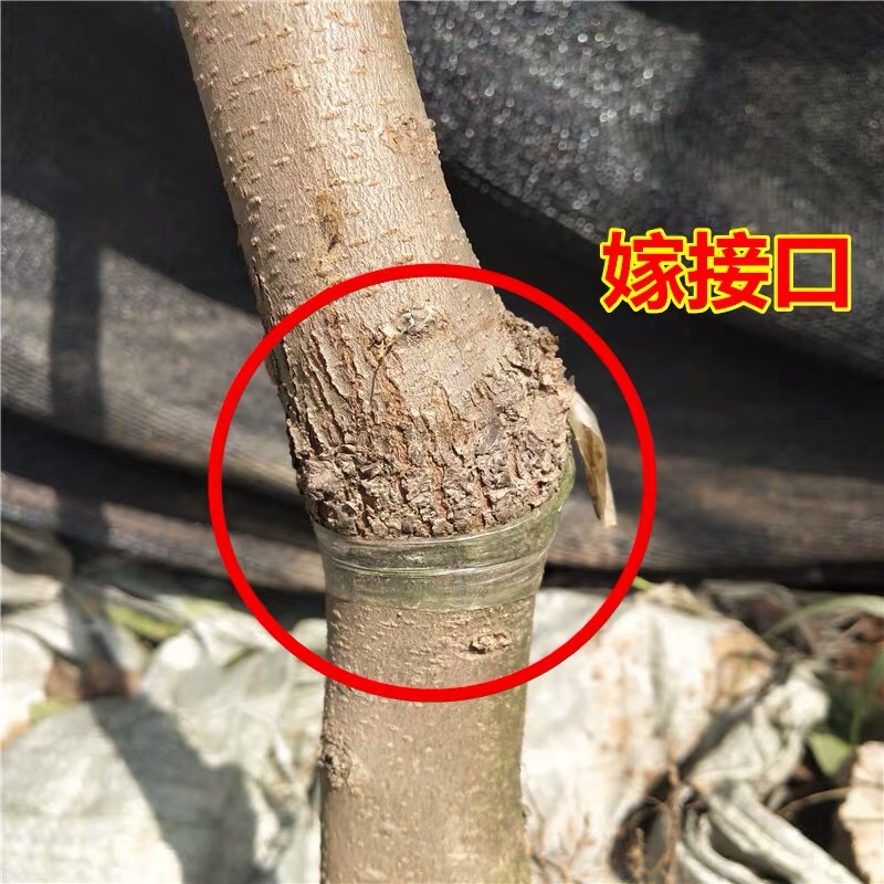 柿子苗嫁接黑柿子树苗水果苗柿子苗南方北方种植庭院盆栽