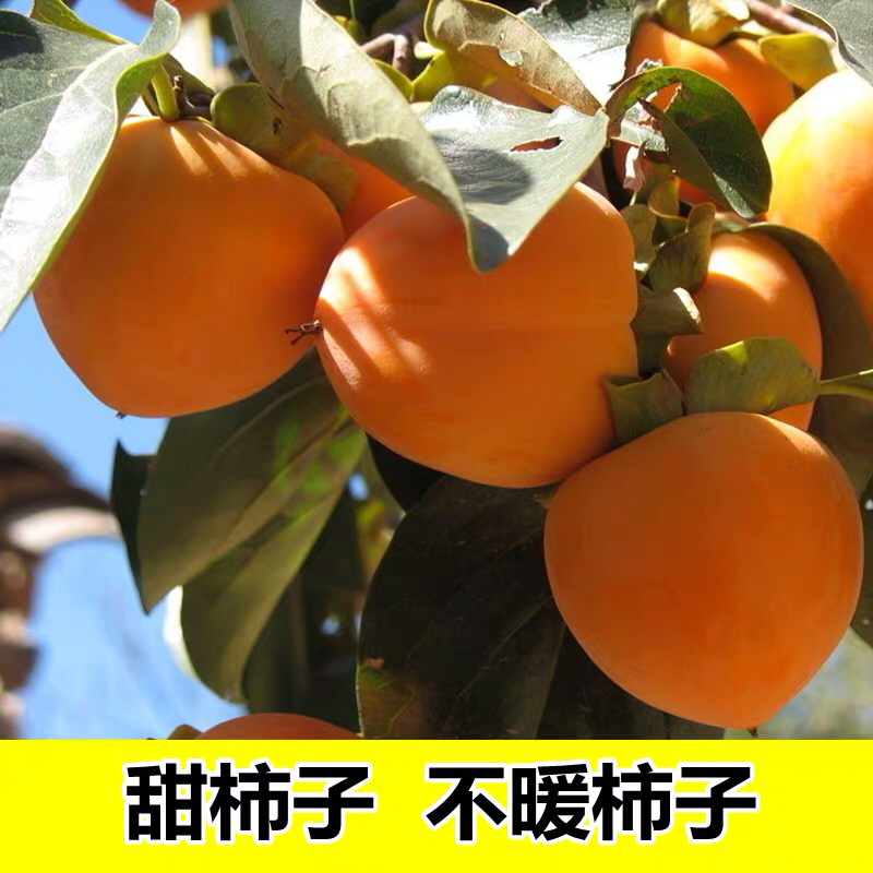 柿子苗嫁接牛心柿子树苗水果苗柿子苗南方北方种植庭院盆栽