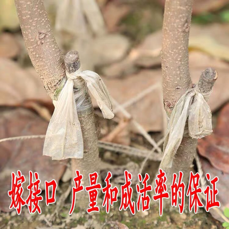 柿子苗嫁接磨盘柿子树苗水果苗柿子苗南方北方种植庭院盆栽