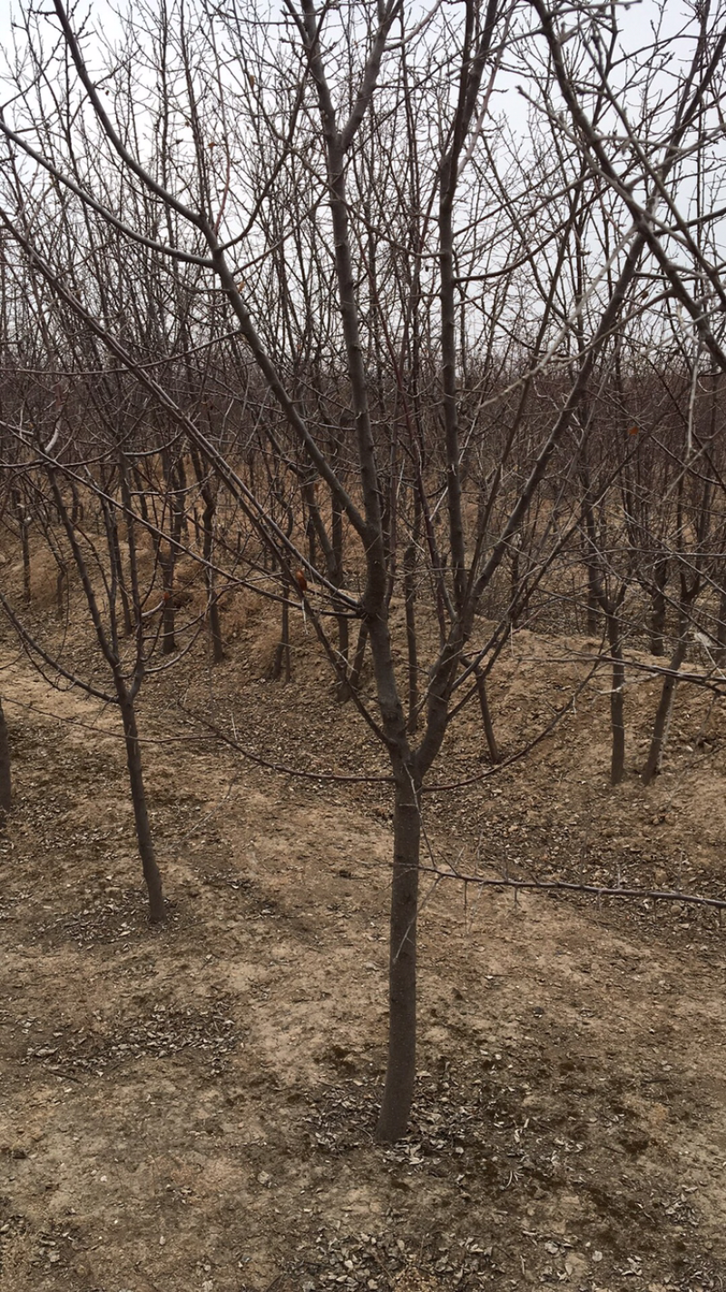 杏树6~8cm6~8cm3~3.5米