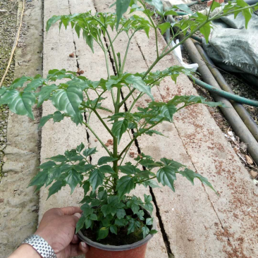 幸福树