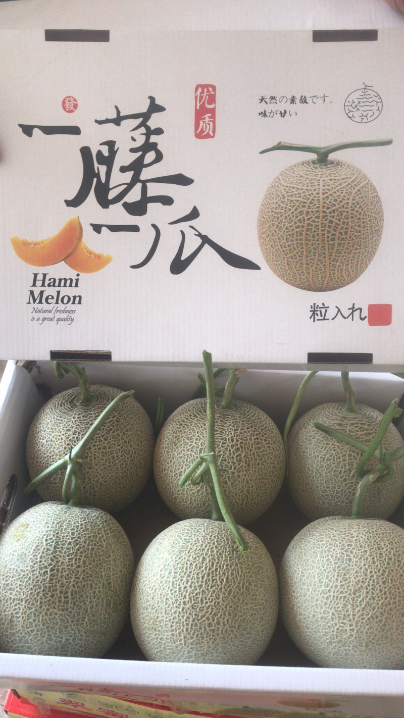 河南网纹瓜、鲁后甜玫珑瓜翠蜜瓜、阿鲁斯甜瓜3-5斤