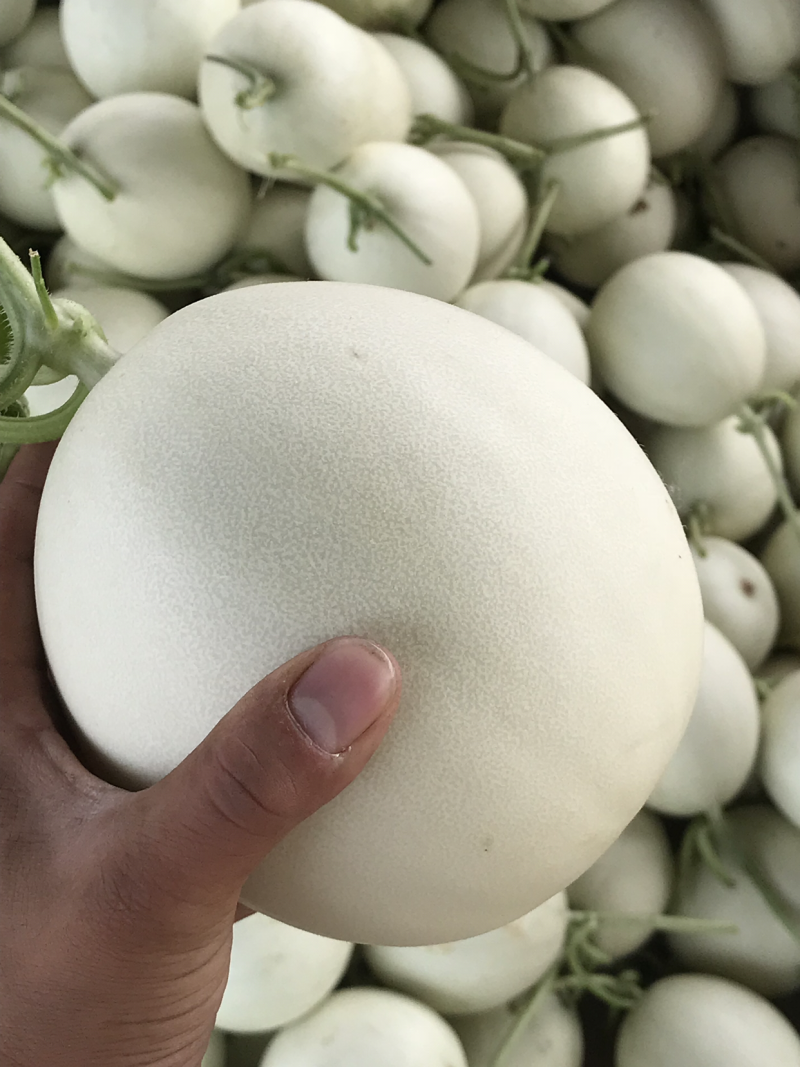 河南冰清玉菇甜瓜、口感香甜软糯、玉菇大量上市
