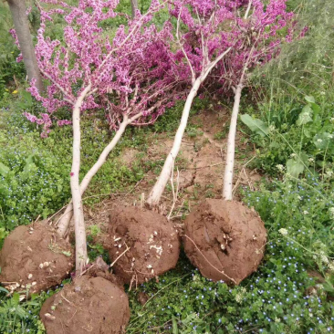大量供应3公分紫荆