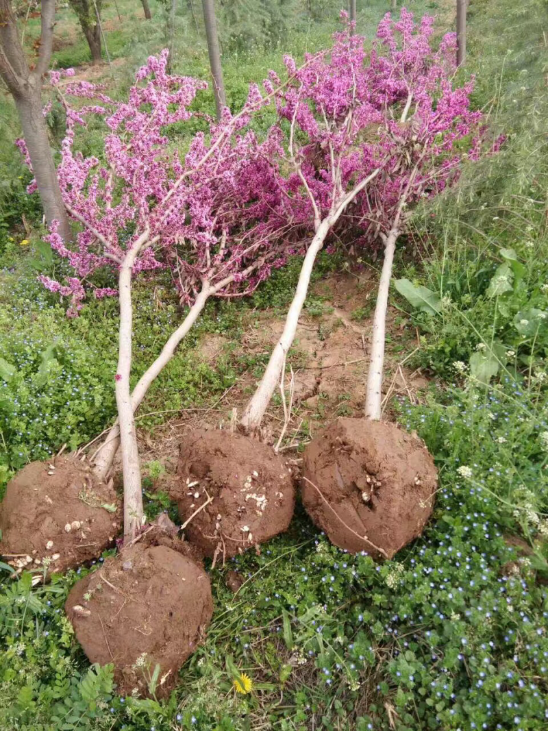 大量供应3公分紫荆
