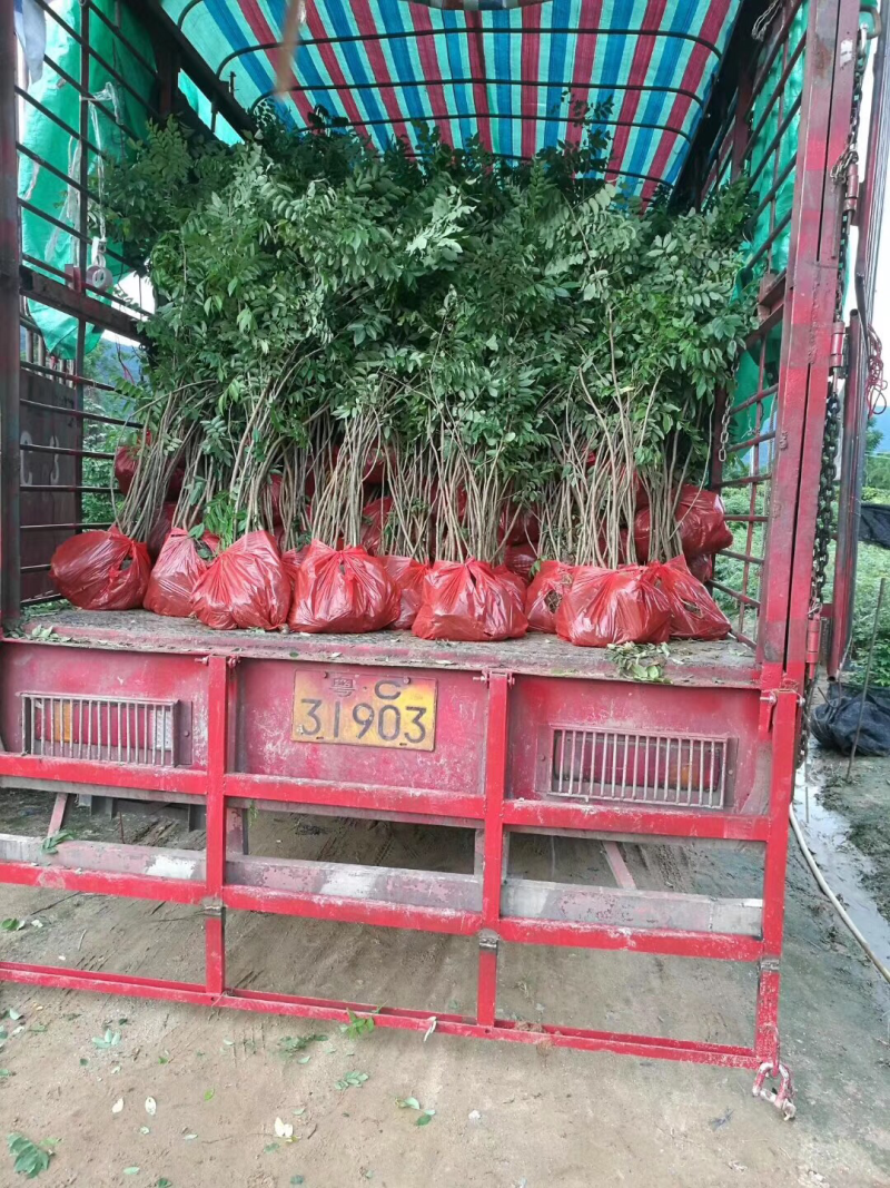 正宗海南黄花梨苗