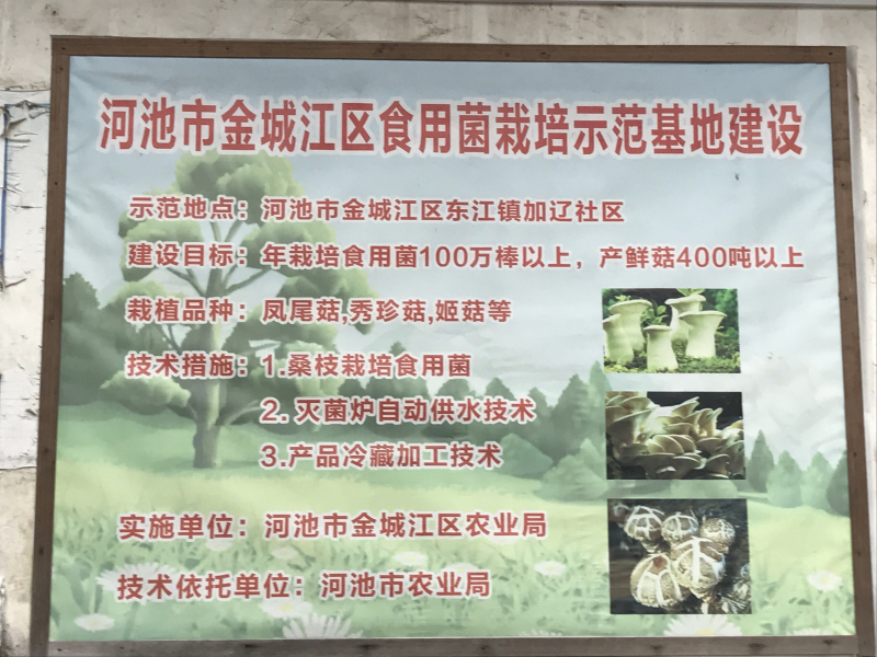 凤尾菇，凤尾菇菌棒大量供应。
