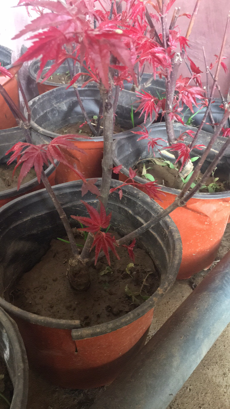 红枫盆景