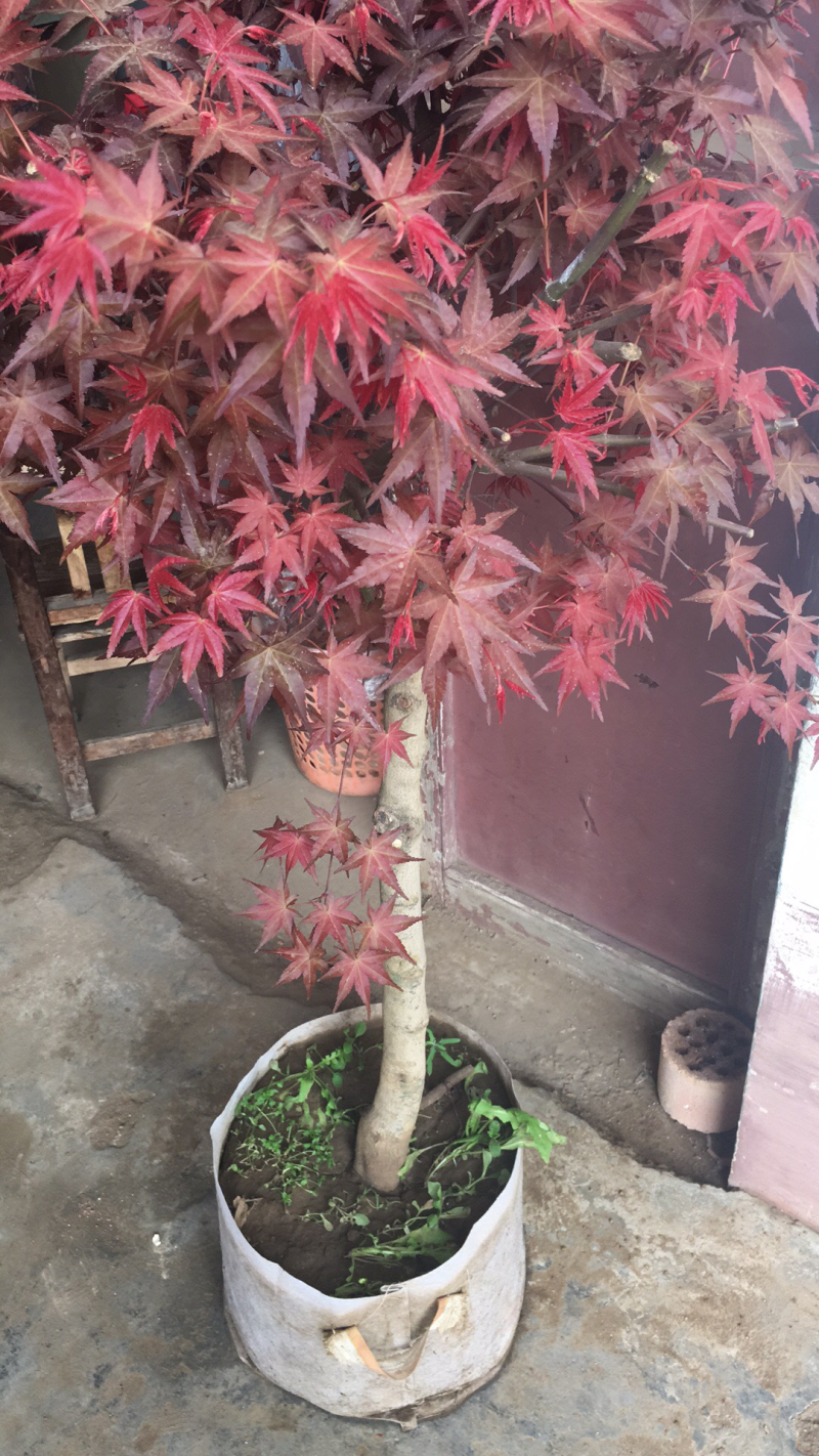 红枫盆景