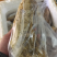 纯野生天然峰蜜