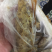 纯野生天然峰蜜