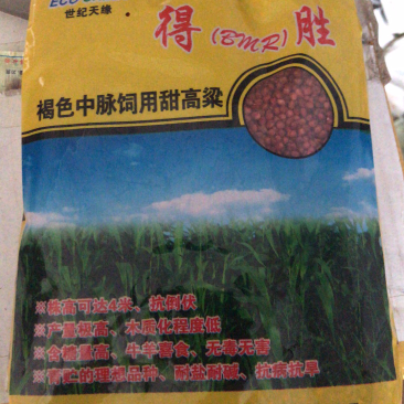 杂交饲料高粱种子甜高粱种子连续采收青储鲜食营养高连续收割