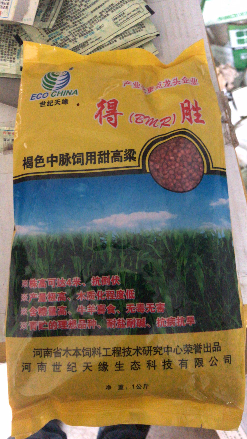 杂交饲料高粱种子甜高粱种子连续采收青储鲜食营养高连续收割