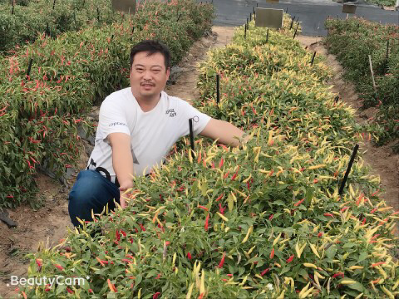 香脆白米辣椒种子，泡椒种子朝天椒种子高产抗病适合泡椒腌制
