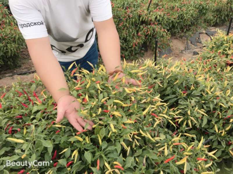 香脆白米辣椒种子，泡椒种子朝天椒种子高产抗病适合泡椒腌制