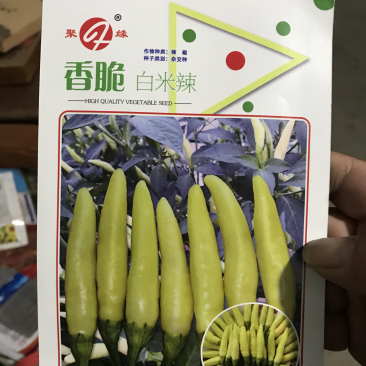香脆白米辣椒种子，泡椒种子朝天椒种子高产抗病适合泡椒腌制