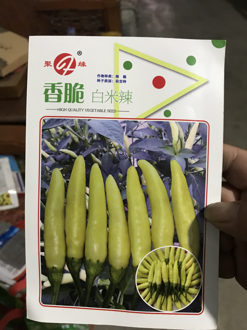 香脆白米辣椒种子，泡椒种子朝天椒种子高产抗病适合泡椒腌制